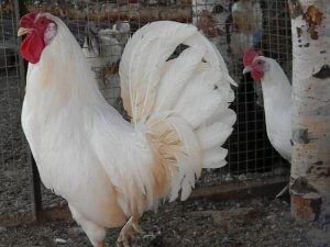 Csirkék Leghorn termelékenység és az előnyök, a tartalom - celhozportal