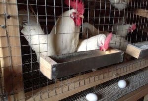 Csirkék Leghorn termelékenység és az előnyök, a tartalom - celhozportal