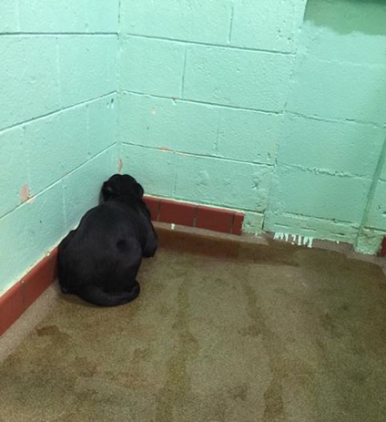 Labradorul, abandonat de maeștri, se ascundea în groază într-un colț, într-o băltoacă de urină