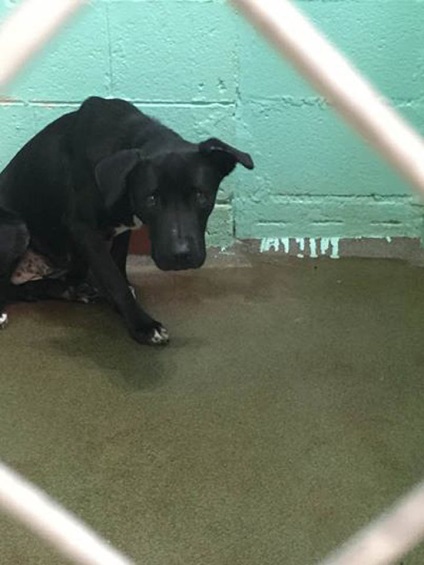 Labradorul, abandonat de maeștri, se ascundea în groază într-un colț, într-o băltoacă de urină