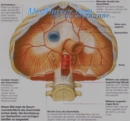 Oesophagealis fistula Kezelés