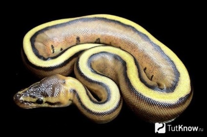 Îngrijirea și întreținerea centurii Python