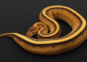 Îngrijirea și întreținerea centurii Python