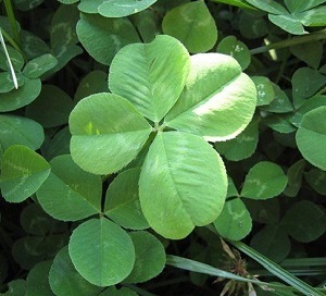 Clover frunze