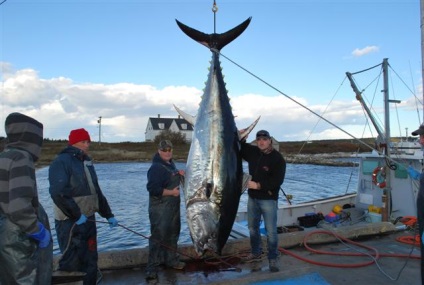 Capturarea tonului roșu