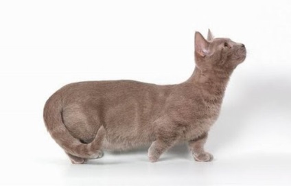 Munchkin - pisici cu gât scurt