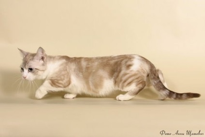 Munchkin - pisici cu gât scurt