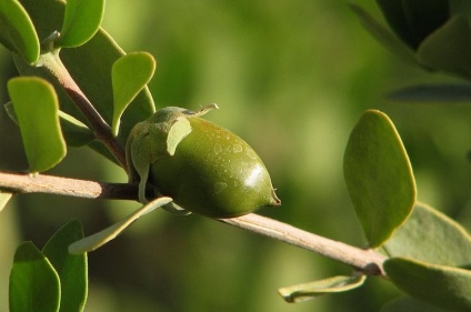 Uleiul de jojoba pentru efectele terapeutice ale feței, recomandări