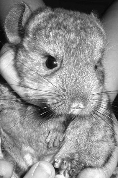 Chinchilla blană