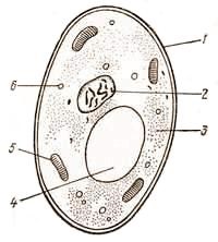 Microbiologia igienei și igienei în producția alimentară - document - page