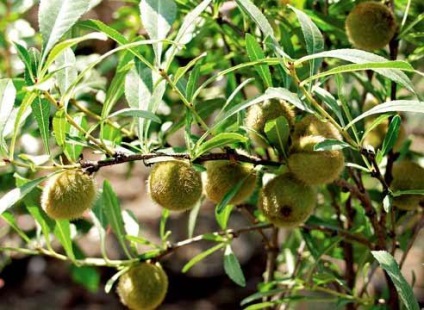 Almond slab pe toate ramurile de decorator maestru, vindecător și plante de miere