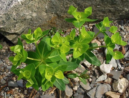 Euphorbia pallas (fischer) - centru de sănătate pentru educație