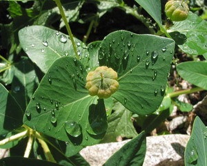 Euphorbia pallas (fischer) - centru de sănătate pentru educație