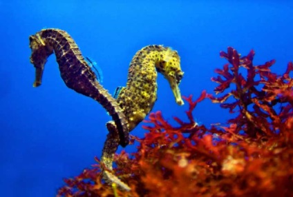 Seahorse - personaje fabuloase în mări și oceane - pescuit