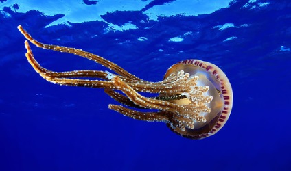 Meduzea de mare