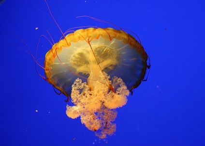 Meduzea de mare