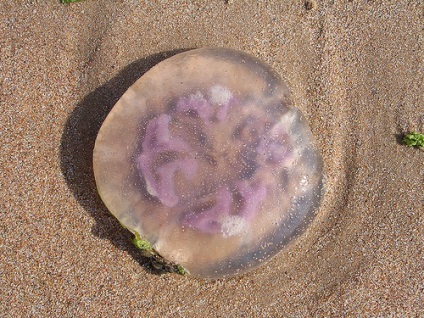 Meduzea de mare