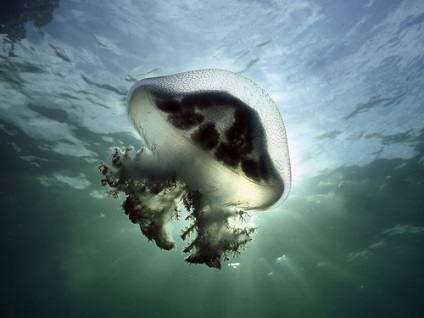 Meduzea de mare