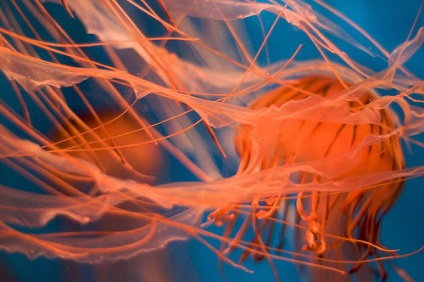 Meduzea de mare