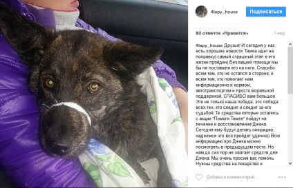 Измамниците събира пари за лечение на здравословен куче от района на Амур - животни - новини Благовешченск