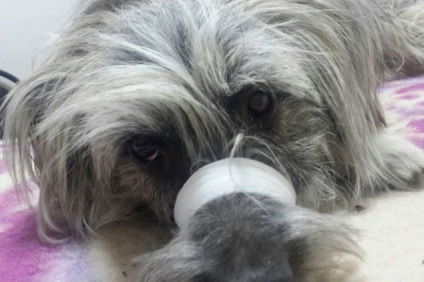 Измамниците събира пари за лечение на здравословен куче от района на Амур - животни - новини Благовешченск