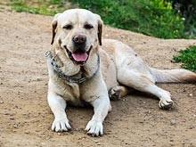 Moszkva, hírek, megmentett fulladás lesz retriever és labradors