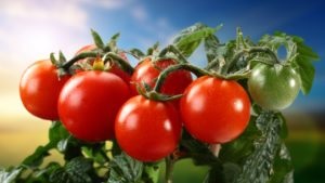 Periferiile mele - 10 mituri despre cultivarea roșiilor