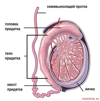 Organele genitale interne ale omului