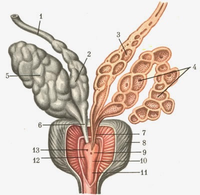 Organele genitale interne ale omului