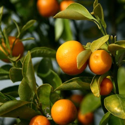 Pe ce fruct este similar cu kumquat, proprietăți utile, fructe uscate kumquat și rău fructe