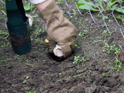 Narcissus ce flori, cum arată un tulpină când acesta înflorește, este descriptiv