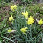 Narcissus virágok amely úgy néz ki, mint egy száron, ha virágzó, opissanie