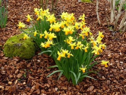 Narcissus ce flori, cum arată un tulpină când acesta înflorește, este descriptiv