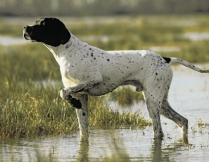 Unele rase de câini pentru vânătoare de mlaștină și pajiște