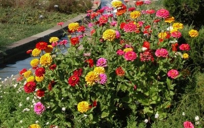Flori anuale neobisnuite pentru casele de vara care infloresc toata vara