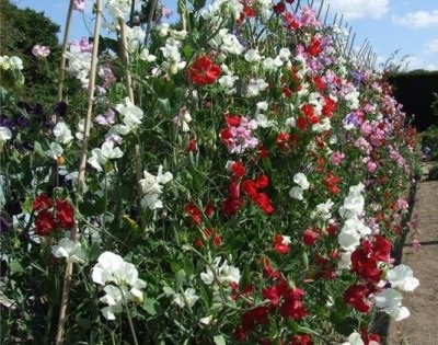 Flori anuale neobisnuite pentru casele de vara care infloresc toata vara