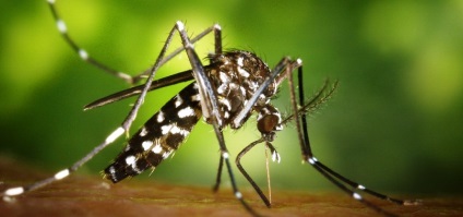 O modalitate non-standard de a scăpa cu ușurință de țânțari