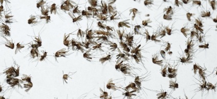 Un mod non-standard pentru a scăpa cu ușurință de țânțari