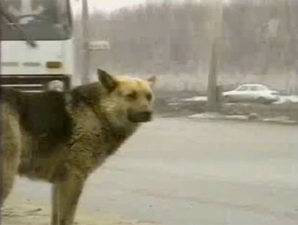 Un câine obișnuit care a arătat toată lumea adevărata dragoste și devotament