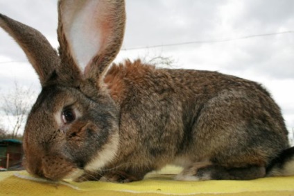 O revizuire a rasei de iepuri crescuta crescuta si o caracteristica completa cu o fotografie
