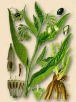 Comfrey officinalis - simphytum officinale l