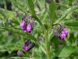 Frunze (rădăcină grasă, lividă)