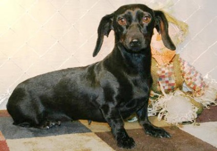 Dachshund-uri colorate