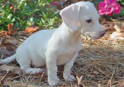 Dachshund-uri colorate