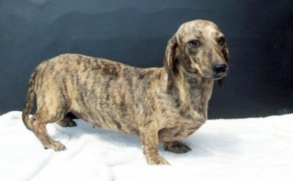 Dachshund-uri colorate