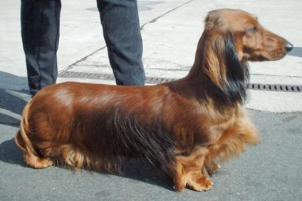 Dachshund-uri colorate