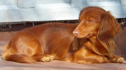 Dachshund-uri colorate