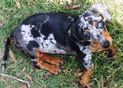 Dachshund-uri colorate