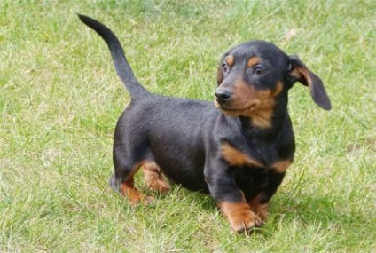 Dachshund-uri colorate