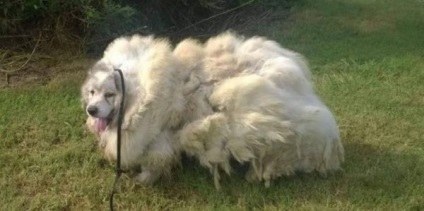 Au scos un câine incredibil de înrădăcinat din noroi, au tăiat 16 kg de lână din ea și acum nu e doar un ochi